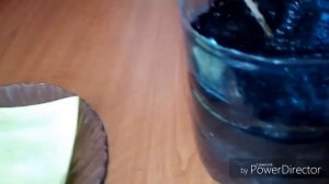 Размножение туи, лиственницы, кедра пробный вариант.