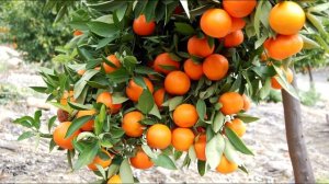 Почему опадают листья у домашнего мандарина? | toNature.Info