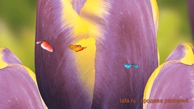 Тюльпан обыкновенный Арабиан Бьюти (tulipa) 🌿 обзор: как