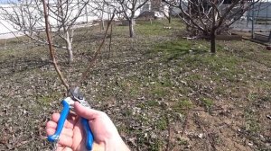 КАК ОБРЕЗАТЬ молодой САЖЕНЕЦ груши с ветвлением
