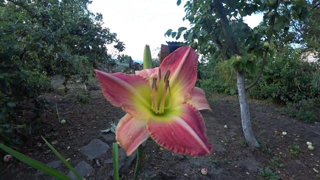 Пчелы - вот такая дилемма. Яблочное повидло, впервые.