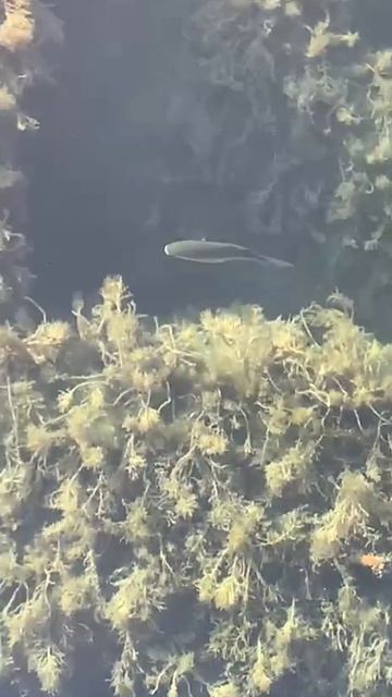 Их тут много. смотреть онлайн