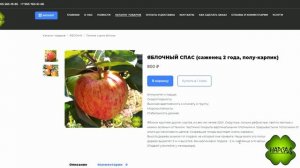 ЛУЧШАЯ ЯБЛОНЯ ДЛЯ ВАШЕГО УЧАСТКА