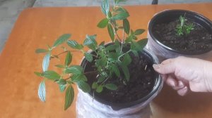 Метельчатая гортензия из магазина зимой. Как сохранит