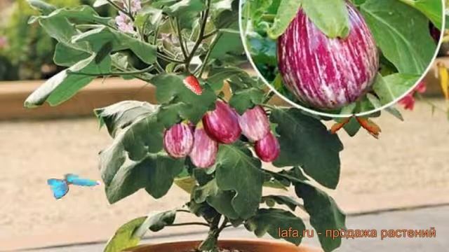 Баклажан обыкновенный Полосатик (polosatik) 🌿 обзор: как с