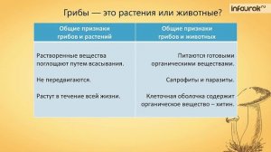 Общая характеристика грибов | Биология 6 класс #8 | Инфо?