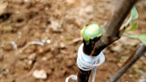 ПРИВИВКА НА ЯБЛОНЮ ДИЧКУ СОРТОВОЙ ЯБЛОНИ