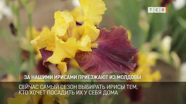 За нашими ирисами приезжают из Молдовы смотреть онлайн
