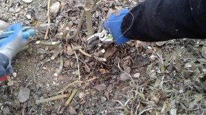 обрезаем бордюрные -  спрей розы, питомник роз Полины К