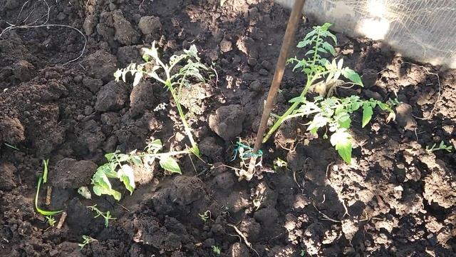 🤔 ТЕПЛИЦЯ З ПОЛІКАРБОНАТУ СВОЇМИ РУКАМИ. ФІНАЛЬНИЙ В смотреть онлайн