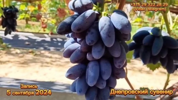 1/2 «Полный обзор ГФ винограда Калугина В.М. созревающи?