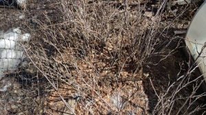 Обработка кипятком плодовых кустарников