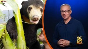 Всё обо всём. Малайский медведь. Выпуск от 10.12.24