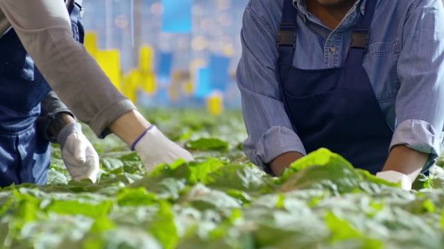 Обращение к садоводам🌱 Подписывайтесь на ТГК❗️ смотреть онлайн