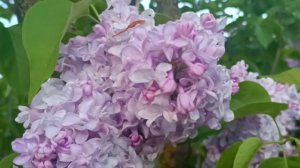 СИРЕНЬ, ЛУЧШИЕ СОРТА, БОТАНИЧЕСКИЙ САД МГУ - 28 роскошны