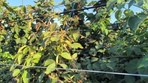 Ежевика сорт блек джем, подкормки и как буду обрезать ?