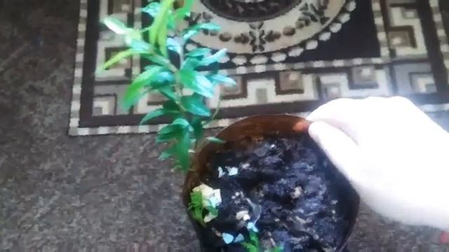 КАК ВЫРАСТИТЬ ГРАНАТ ИЗ КОСТОЧКИ В ДОМАШНИХ УСЛОВИЯХ смотреть онлайн