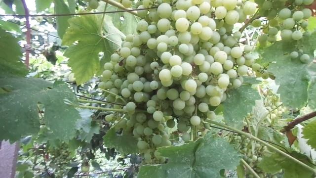 Отличный урожай винограда на беседке в 25 г. смотреть онлайн