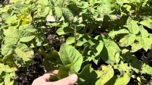 ОГОРОД В ШВЕЙЦАРИИ 8 июля 👩🌾🍅🌶️🍓🌺