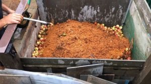 Компост из падалицы яблок готовится 1 год