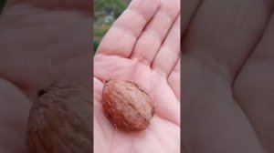 Грецкий орех Идеал и Скороплодный Левина  Север Волго?