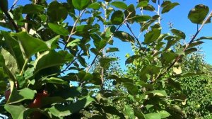 Имунный сорт яблони СОЛНЫШКО