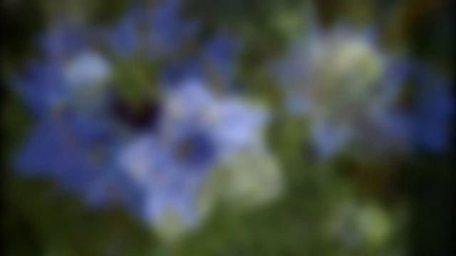 ЧЕРНУШКА, или НИГЕЛЛА (NIGELLA) сем. Лютиковые смотреть онлайн