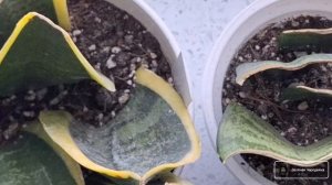 Почему Сансевиерия НЕ ДАЁТ деток? Как получить БОЛЬШО?