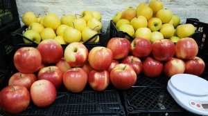 Яблоня Лигол Ligol