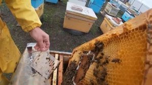 Джентерский сот (практика, часть первая)