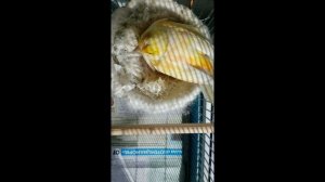 Красный клещ у канареек, декоративных и певчих птиц