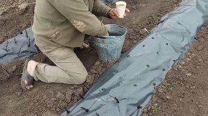 Высадка школки винограда