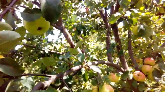 Урожайные яблони в нашем саду. Жигулёвское , Осенний с? смотреть онлайн