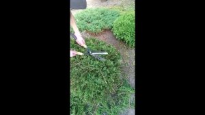 Топиарная стрижка хвойных растений и стрижка в стиле ?