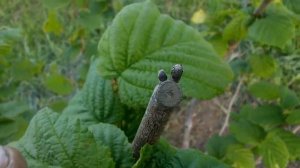 Фундук Когда обрезать? Зима или Лето? ВАЖНО!