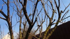 Обрезка пирамидальной сливы.