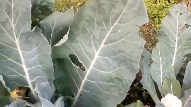 Сарай/ Огород в августе/ Теплица