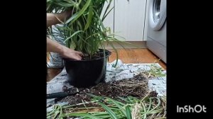 #Хлорофитум : пересадка, деление куста, уход, размножен