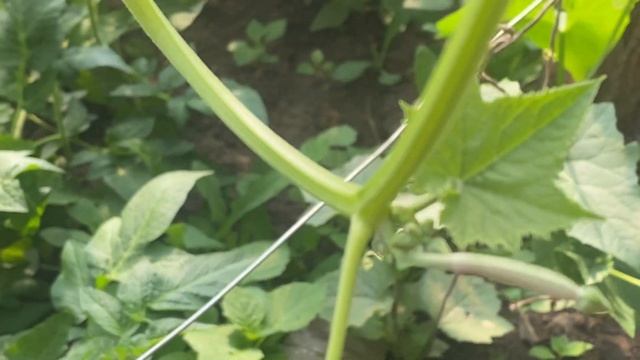 Люфа, або мочалка - де краще ? В теплиці чи у відкритом? смотреть онлайн