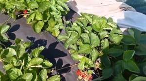 Клубника Джоли - особенности, преимущества, опыт выращ