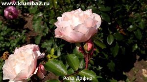 Японские розы — изысканность и красота, превращают да