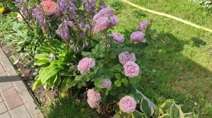 Роза Принцесса Каори (Princess Kaori) МИНИ обзор сада.