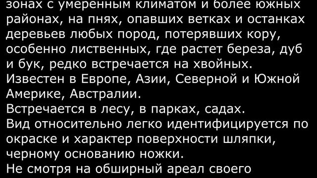 Трутовик изменчивый Cerioporus varius Описание Лечебные свой? смотреть онлайн