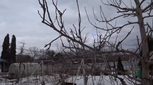 ОБРЕЗКА ГРУШИ с волчками