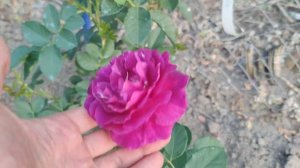 Как изменились цветы после прививки розы на шиповник?