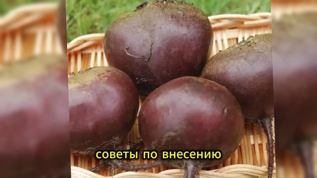 Свёкла в августе остановилась в росте — как подкормит смотреть онлайн