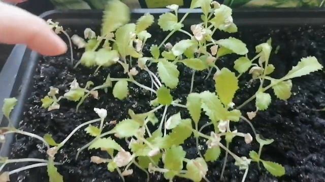 Моя рассада!Как прорастает! Какие лучше семена Капуст?