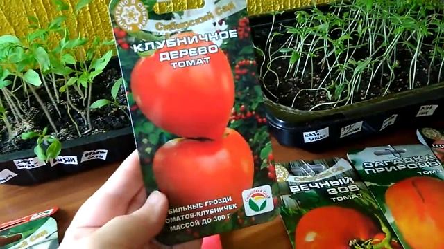 Пикировка рассады томатов 2017 смотреть онлайн