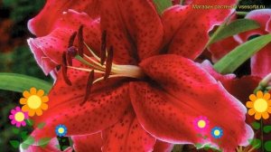 Лилия восточная. Краткий обзор, описание характеристи