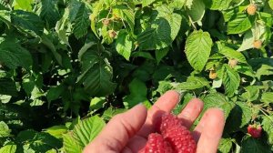 Ремонтантная малина ПОКЛОН КАЗАКОВУ - ранний сорт с пр